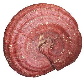 知名爆料人称任天堂Switch2游戏更加昂贵 将达70美元